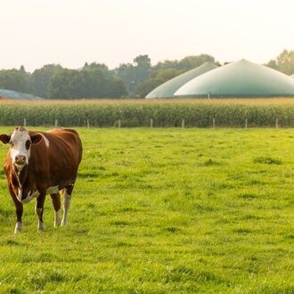 Shutterstock 362299931 Gaz Vert Biomethane Vache
