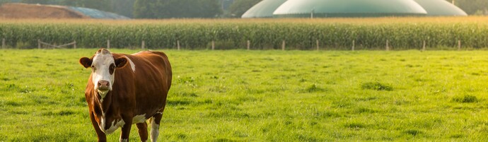 Shutterstock 362299931 Gaz Vert Biomethane Vache