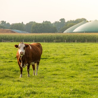 Shutterstock 362299931 Gaz Vert Biomethane Vache